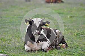 a dirty cow is resting in the meadow