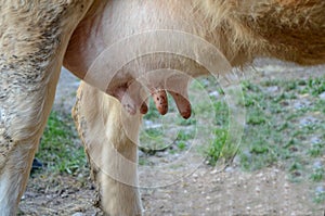 Dirty cow`s udder. close up view .