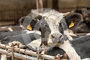 A dirty dairy cow kept in unhygienic conditions