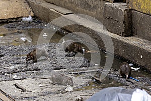 Dirty disgusting rats on area that was filled with sewage, smelly, damp, and garbage bags. Referring to the problem of rats in the