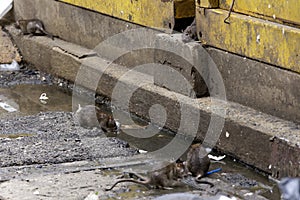 Dirty disgusting rats on area that was filled with sewage, smelly, damp, and garbage bags. Referring to the problem of rats in the