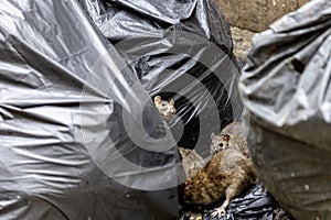 Dirty disgusting rats on area that was filled with sewage, smelly, damp, and garbage bags. Referring to the problem of rats in the