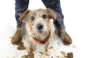 DIRTY DOG AND CHILD. FUNNY JACK RUSSELL AND BOY LEGS AFTER PLAY IN A MUD PUDDLE. ISOLATED SHOT AGAINST WHITE BACKGROUND. STUDIO