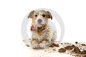 DIRTY DOG. FUNNY JACK RUSSELL PUPPY, LYING DOWN AFTER PLAY IN A MUD PUDDLE. ISOLATED SHOT AGAINST WHITE BACKGROUND