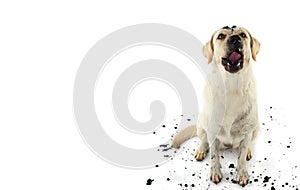 DIRTY DOG. FUNNY MUDDY LABRADOR RETRIEVER MAKING A FACE AFTER PL