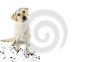 DIRTY DOG. FUNNY MUDDY LABRADOR RETRIEVER TILTING HEAD SIDE AFTER PLAY IN A MUD PUDDLE. ISOLATED STUDIO SHOT AGAINST WHITE photo