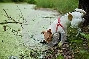 Dirty dog has fun in the swamp