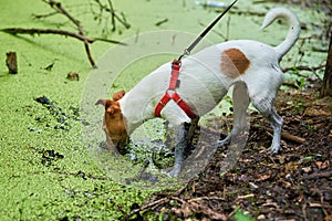 Dirty dog has fun in the swamp