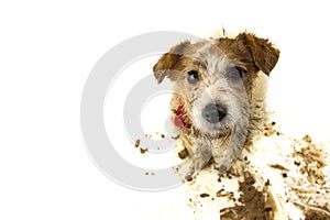 DIRTY DOG ISOLATED. FUNNY JACK RUSSELL AFTER PLAY IN A MUD PUDDLE. STUDIO SHOT ON WHITE BACKGROUND