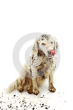 DIRTY DOG MISCHIEF ISOLATED. PLAYFUL LINKING WITH TONGUE AFTER PLAY IN A MUD PUDDLE WITH ON WHITE BACKGROUND