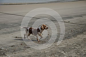 The pier and the dog photo