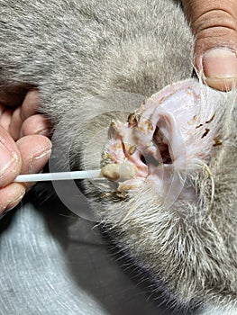 Dirty ear of a cat. A cat's ear affected by an ear mite, leading to infection. Cat otitis externa photo