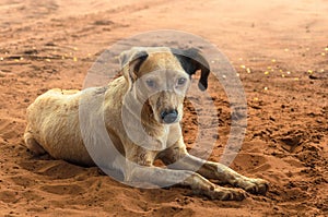 Dirty farm dog lying on the ground.