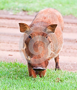 Dirty female Warthog