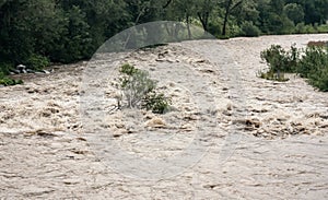 Dirty flood water flowing rapidly in river, trees flowing over strong current