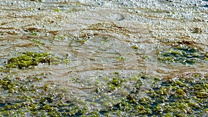 Dirty foam and rotting green algae near the shore in a salty hypertrophic lake in the Tiligul estuary