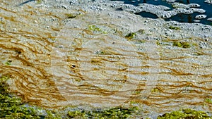 Dirty foam and rotting green algae near the shore in a salty hypertrophic lake in the Tiligul estuary