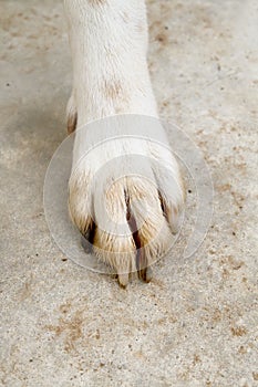 dirty foot of dog