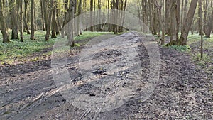 Dirty forest road washed out by rains in spring