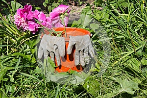 Dirty gardening gloves on a plastic red bucket with pink peonies