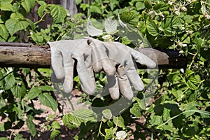 Dirty gardening gloves on a wooden fence in raspberry in the gar