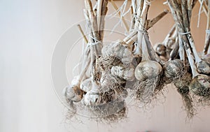 Dirty garlic in bundles hangs and dries