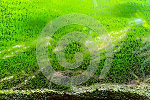 Dirty glass of aquarium. Algae growing on the surface of fish tank. Abstract view of green slimy organism background