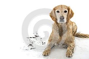 DIRTY GOLDEN RETRIEVER AND DOG, AFTER PLAY IN A MUD PUDDLE, ISOLATED AGAINST WHITE BACKGROUND. STUDIO SHOY WITH COPY SPACE.