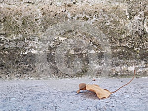 Dirty gray wall with shades of mold. Grunge texture photo