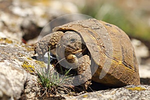 Dirty greek turtoise in natural habitat