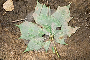 Dirty green maple leaf on the wet sandy ground.