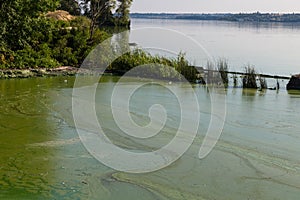 Toxic algae of water . Ecological catastrophy. photo