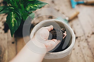 Dirty hand holding new soil at empty new pot and gardening stylish tools, green plant on wooden floor. Preparing for repotting