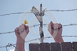 Dirty hands holding a flower behind barbed wires
