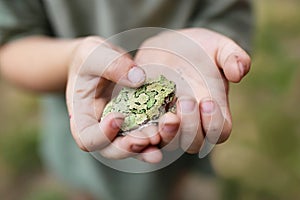 Dirty Hands of Little Boy Holding a Gray Treefrog