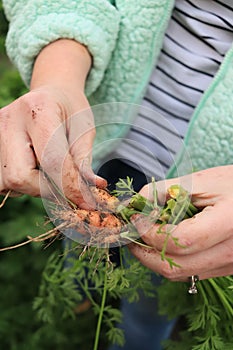 dirty hands of a young woman cleaning a bunch of freshly picked small sweet carrots from her home garden
