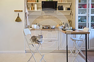 Dirty home kitchen with unwashed washing dishes and junk among the things. The cat is sitting on a high bar stool