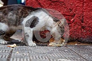 Dirty, homeless cat is eating left over food in the Streets of Old Havana City, Capital of Cuba