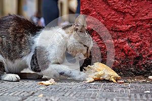 Dirty, homeless cat is eating left over food in the Streets of Old Havana City, Capital of Cuba