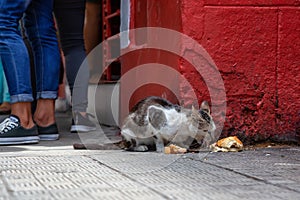 Dirty, homeless cat is eating left over food in the Streets of Old Havana City, Capital of Cuba