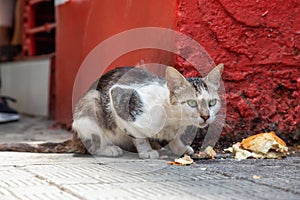 Dirty, homeless cat is eating left over food in the Streets of Old Havana City, Capital of Cuba