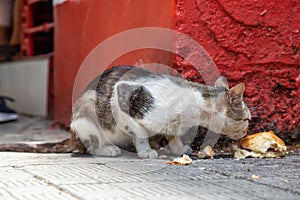 Dirty, homeless cat is eating left over food in the Streets of Old Havana City, Capital of Cuba