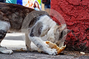 Dirty, homeless cat is eating left over food in the Streets of Old Havana City, Capital of Cuba