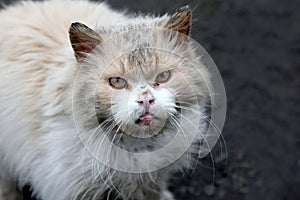 Dirty homeless street grumpy cat