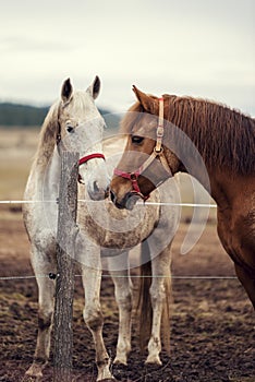 Dirty horses in a muddy riding arena