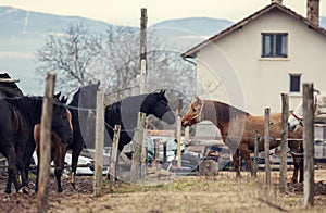 Dirty horses in a muddy riding arena