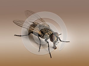 Dirty Housefly, Musca domestica on brown background photo