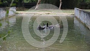 Dirty Indian one horned rhinoceros swimming Indian rhino in the water in the muddy water