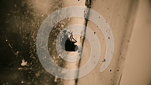 Dirty insect sitting on window at abandoned building, poverty and helplessness