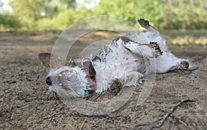 DIRTY JACK RUSSELL DOG WALLOW IN A MUD PUDDLE